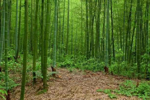 Bamboo forest in Vietnam