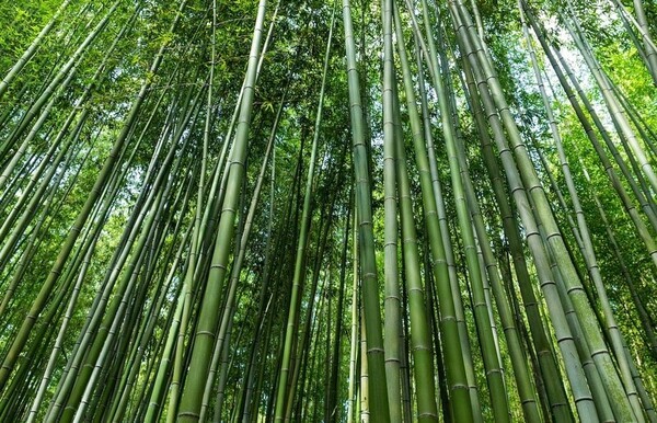 Straight and long Bamboo in Vietnam